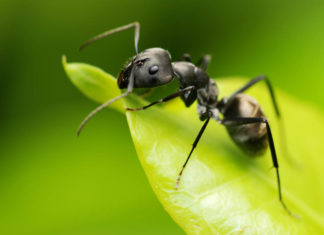 Lo studio: Le formiche possono essere più efficaci dei pesticidi per produrre cibo formiche
