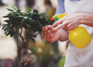 Insetticidi naturali, una scelta consapevole per curare il giardino di casa insetticidi naturali