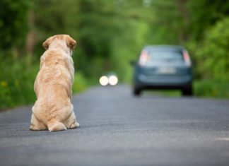 Protezione animali: chi contattare in caso di bisogno? PROTEZIONE ANIMALI
