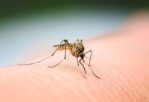 West Nile: cos’è, come si trasmette e quali sono i sintomi zanzare
