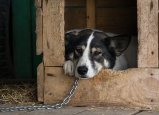 Legare il cane alla catena: ecco le Regioni dove non si può cane