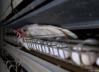 Negli allevamenti italiani, galline ovaiole lasciate vicine alle carcasse per giorni galline