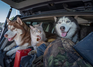 Animali in vacanza: il vademecum dell’Enpa ANIMALI TRASPORTO