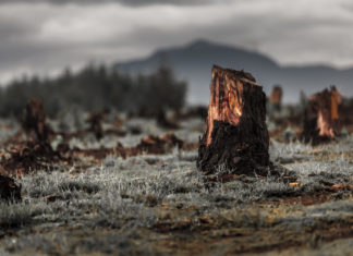 Accordo Ue su legge che vieta import di prodotti frutto di deforestazione DEFORESTAzione