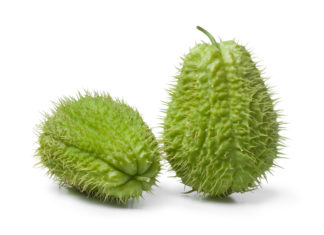 Avete mai assaggiato la zucchina spinosa? ZUCCHINA SPINOSA