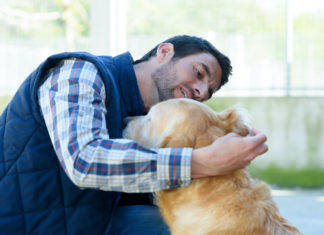 Quali accorgimenti seguire per la pulizia delle orecchie del cane orecchie