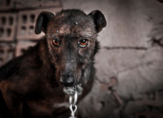 Chi contattare e come fare una denuncia per il maltrattamento degli animali Animali maltrattati