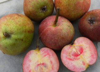 Pera cocomerina: la dolcezza rossa che non ti aspetti PERA COCOMERINA