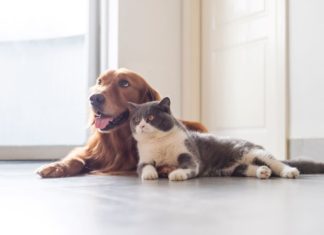 In caso di separazione a chi vanno gli animali domestici? ANIMALI DOMESTICI SEPARAZIONE