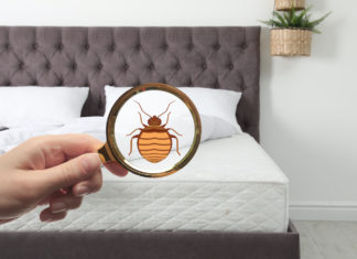 Cimici da letto, attenzione agli insetticidi: aumentano il rischio intossicazione cimici letto