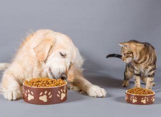 Pet food e mangimi: cosa prevede l’etichettatura PET FOOD ETICHETTATURA