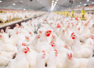 Dopo l’inchiesta Report su Fileni, spuntano i primi dubbi tra i certificatori galline