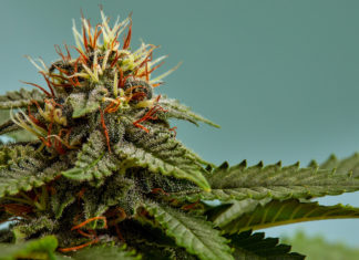 Cannabis, storica sentenza in Francia: fiori e foglie si possono vendere come altri derivati a base di Cbd cannabis
