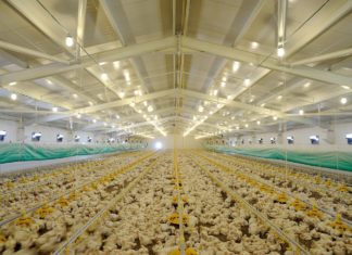 Allevamenti, il benessere animale dei polli in Italia resta al palo polli