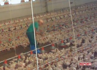 L’inchiesta di Report e Lav su Fileni: “Gravi irregolarità negli allevamenti bio” fileni