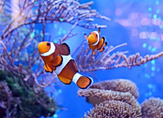Tropicalizzazione del Mediterraneo: specie aliene e riscaldamento minacciano il mare Nostrum TROPICALIZZAZIONE MEDITERRANEO