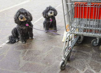 La denuncia della Lav: torna il divieto di ingresso dei cani nei supermercati lav