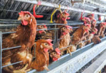 Cage-free, istituito un fondo per allevamenti senza gabbie gabbie galline