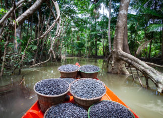 Bacche di açaí, da cibo base dell’Amazzonia a superfood di moda in Italia bacche di açaí