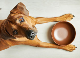 Cibo per cani: le regole per una ciotola sana CIBO PER CANI