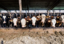 La carne bovina riceve sussidi Ue 580 volte più alti rispetto ai legumi allevamenti