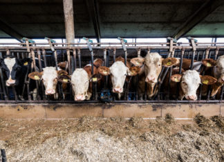 La carne bovina riceve sussidi Ue 580 volte più alti rispetto ai legumi allevamenti