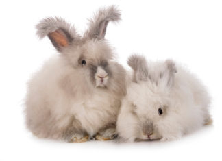 Il tessuto di angora: dal pregio alle accuse di crudeltà ANGORA