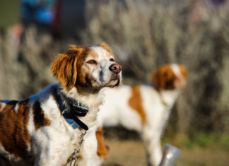Collare elettrico per cani: cosa dice la legge COLLARE ELETTRICO