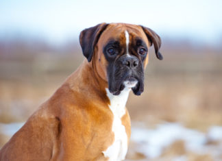 Le conseguenze del prognatismo per la salute del cane PROGNATISMO CANE