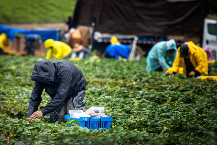 Field workers in raincoats picking stawberries VOUCHER LAVORO OCCASIONALE