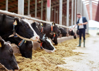 Presentato ClearFarm, il progetto Ue per rendere trasparente il benessere animale negli allevamenti benessere animale