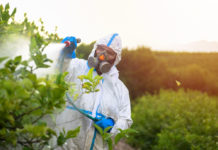 Fluazinam, accuse di frode nei test: “Nascosti per anni i rischi del pesticida per lo sviluppo del cervello” pesticidi