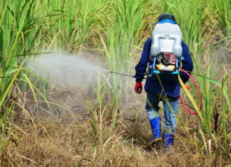 Così Nestlé, Coca-Cola e Pepsico usano pesticidi vietati in Ue per lo zucchero coltivato in Brasile nestlé zucchero pesticidi