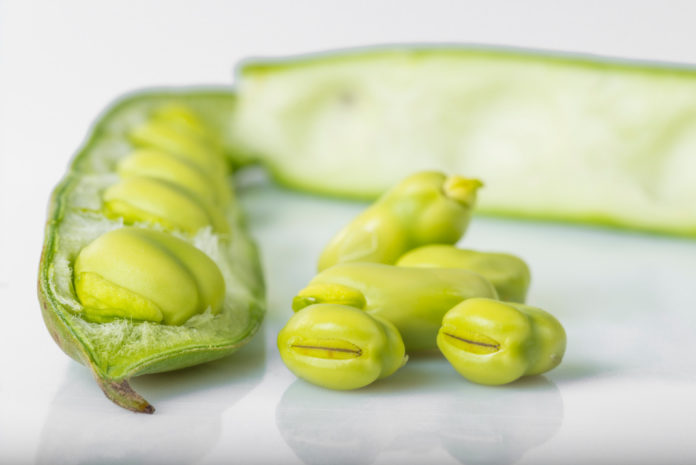 fève légume FAVE FAVISMO