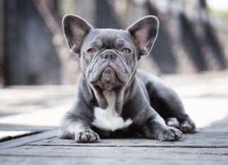 Maltrattamento genetico degli animali: di cosa si tratta animali