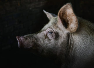 Usa, via libera alla vendita di carne da maiali modificati con i nuovi Ogm maiale ogm maiali