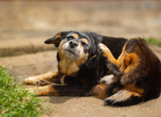 Acari nelle orecchie di cani e gatti: cosa fare ACARI