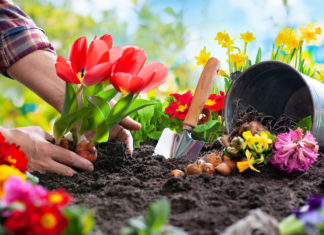 Test sui compost senza torba: tanti i terricci da evitare giardino sostenibile compost terriccio