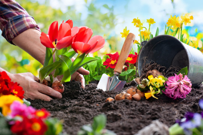 Planting spring flowers in the garden giardino sostenibile compost terriccio