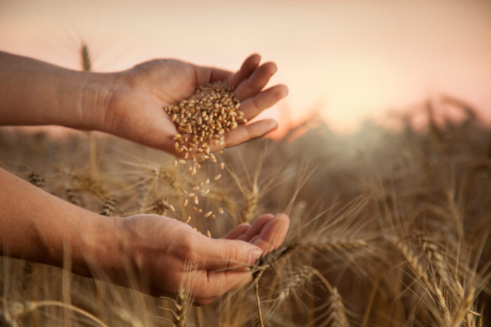 man pours wheat from hand to hand on the background of wheat fie GRANI ANTICHI