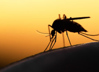 Cambiamenti climatici: ecco come il virus chikungunya si diffonde in Europa chikungunya