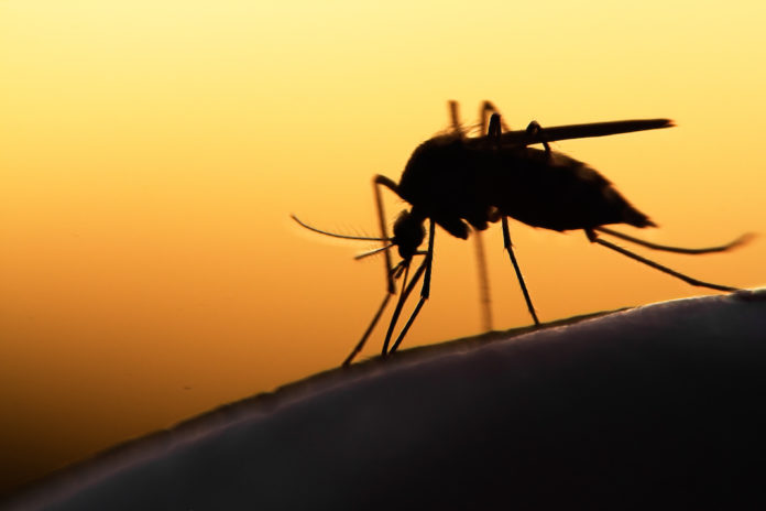 chikungunya chikungunya