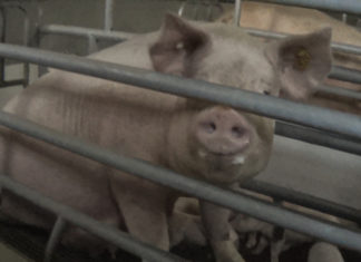 Essere animali mette a confronto 8 produttori di salumi: solo uno si salva sugli impegni per il benessere animale benessere animale