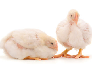 In Italia allevare polli rispettando davvero il benessere animale costerebbe 29 centesimi in più al chilo pollo polli