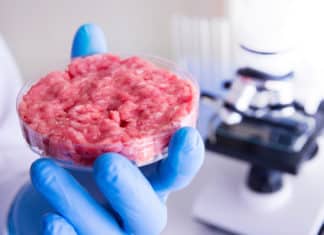 Carne coltivata, per evitare la bocciatura Ue, Lollobrigida costretto a rivedere la legge CARNE COLTIVATA