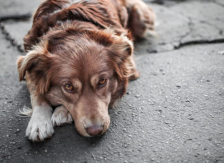 “Vietate di tenere i cani in catena prima che il caldo li uccida” cane in catene