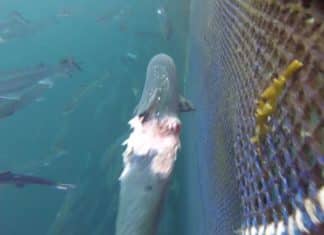 Il salmone zombie degli allevamenti scozzesi: la videoinchiesta salmone scozzese