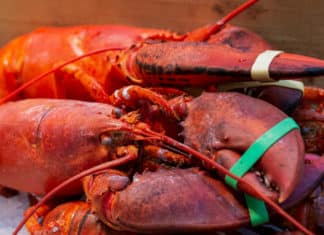 Un ristorante può tenere i crostacei vivi con le chele legate sul ghiaccio? crostacei vivi sul ghiaccio