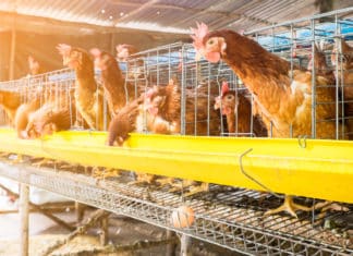 Le uova da galline in gabbia? Nascoste in maionese, torte e simili galline gabbia