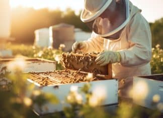 Dall’Italia nuova difesa “green” per le api: oli essenziali più efficaci e duraturi contro la varroa miele api VARROA